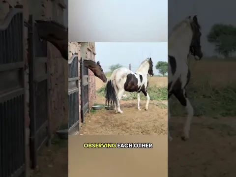 #wildhorse#comedy#funny#shorts#trend#equestrian#animals#pets#asmr