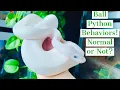 Ball Python Behaviors Normal or Not