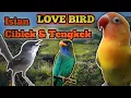 Download Lagu LOVEBIRD ISIAN CIBLEK DAN TENGKEK || Masteran Semua Jenis Burung