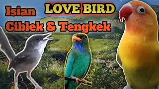 lovebird isian ciblek dan tengkek masteran semua jenis burung