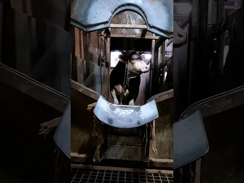 May the fear in his eyes teach us compassion 💔