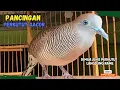 Lagu Perkutut Lokal Agar Cepat Bunyi dengan Suara Ini! PANCINGAN PERKUTUT LOKAL GACOR | Zebra Dove 243