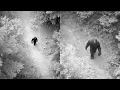 Download Lagu Helicopter Pilot Films GIANT SASQUATCH Carrying Human Body  - Bigfoot Story