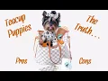 Teacup Yorkies Micro Dogs The Truth Pros Cons Watch Before You Buy Celine Me