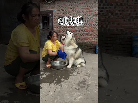 狗子：開一張帕洗臉又擦胯下😂 #pets #萌寵 #funny #狗狗 #搞笑