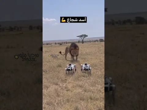 اسد شجاع