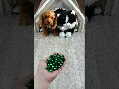Cat and Dog Beads 🟢🗿⚫ Reverse video #cat #reverse #asatisfyingvideofamily