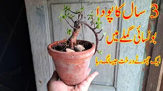 3 Year Old Jade Plant into Bonsai Mini Tree 🌳 | But HOW? | Jade Plant Bonsai Tutorial