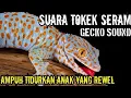 Download Lagu SUARA TOKEK YG KERAS SERAM,  SUARA TOKEK PENGANTAR TIDUR, SUARA TOKEK ASLI, GECKO SOUND #2 MP3