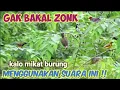 Download Lagu SUARA PIKAT BURUNG Kecil Ribut ANTI ZONK