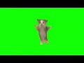 Green Screen Happy Happy Happy Cat Meme