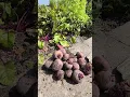 Download Lagu Harvesting my Organic Beetroot and endive 🥬🥬(part 2)