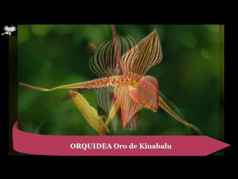 LA ORQUÍDEA MAS CARA DEL MUNDO PAPHIOPEDILUM ROTHSCHILDIANUM, ORO DE KINABALU, MI DIARIO DE JARDÍN
