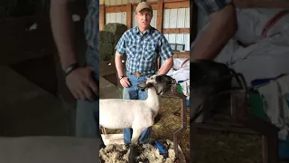 Lancing a boil on a sheep