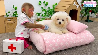 Monkey BiBi Bibi takes care of Puppy