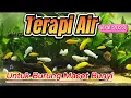 Download Lagu Terapi Air Untuk Burung Macet Bunyi 🗣️       Viral 2023     #terapiburungmacetbunyi
