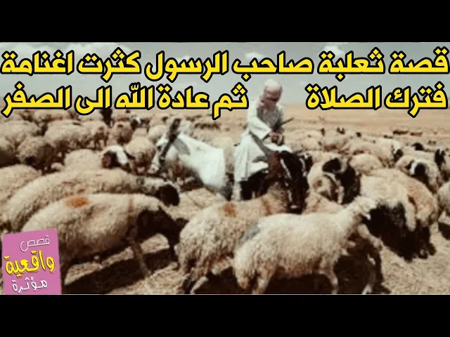 ⁣قصة ثعلبة كان فقيراً جداً ولما دعى له النبي كثرت اغنامه ورزقة الله ترك الصلاة ثم عاد الى الصفر