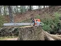 STIHL MS 462 Chainsaw with 36 bar cutting stump Show nuff Irene