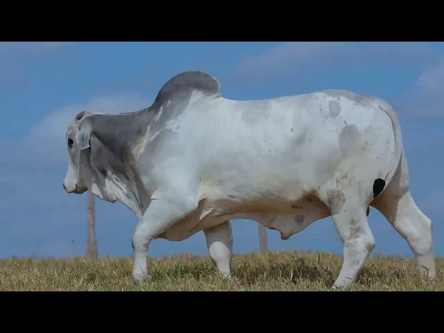 Touro Nelore SABZ - 126