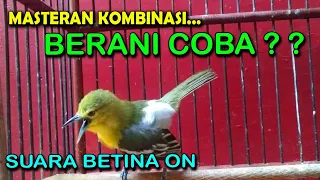 masteran sirtu cipow variasi jeda gampang masuk materinya