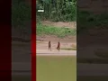 Download Lagu Rare sighting of uncontacted indigenous people in Peru. #Tribes #Peru #BBCNews