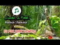 Download Lagu ▶️Suara Pikat Perkutut Merbuk Meratus \u0026 Kerok