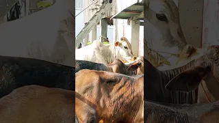 Met a cow by chance