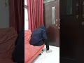 Download Lagu VIDEO LUCU SUAMI JADI SPIDERMAN PAKE BRA ISTRI #viral #trending #shorts #videolucu