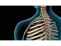 Neck Pain Cervical Disc Injury Nucleus Health