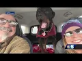 Dog found abandoned at home in Vermont thriving with new family in northern New York