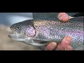 Stocking of rainbow trout begins in Cleveland s rivers