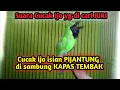 Lagu Isian cucak ijo di cari juri!!! Cucak ijo isian pijantung disambung kapas tembak