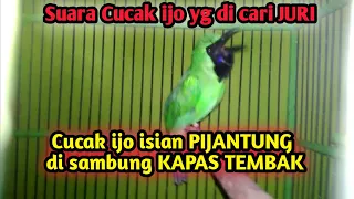 Download Isian cucak ijo di cari juri!!! Cucak ijo isian pijantung disambung kapas tembak MP3