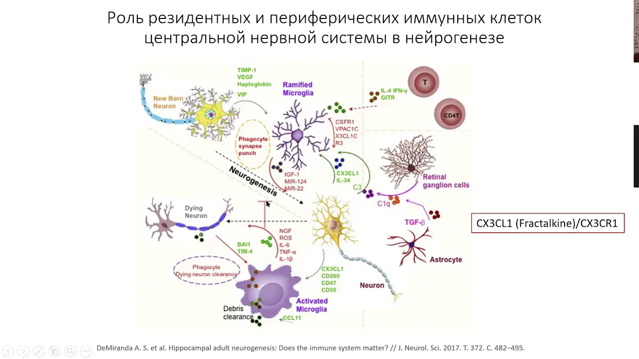 Вячеслав Дубынин, нейрогенез, шизофрения и алкоголизм Магистры ФЧЖ доклады 16-18 по статьям