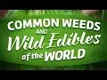 Common Weeds And Wild Edibles Of The World full movie about foraging