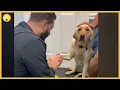 of injured dog learning to trust vet goes viral l GMA