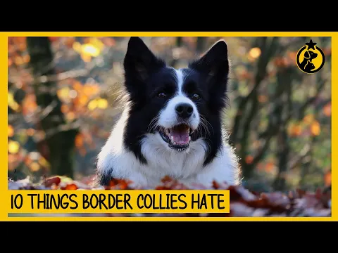 Download MP3 10 Things Border Collies Hate That You Should Avoid