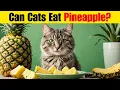 Can Cats Eat Pineapple Exploring a Surprising Cat Diet Query