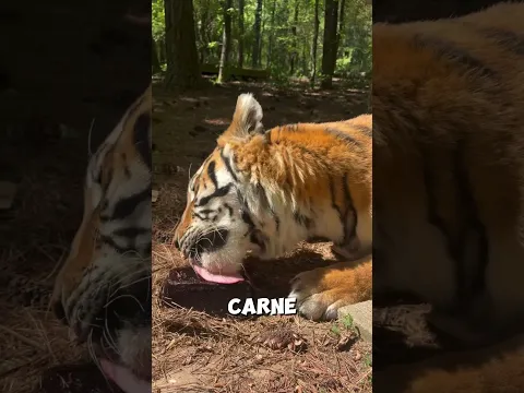 ¡Cuidado con la lengua de un tigre!
