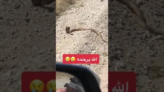اتوقع مات هجوم مباغت من الكوبرا  اتوقع مات هجوم مباغت من الكوبرا