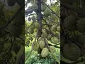 Download Lagu pohon durian pendek berbuah lebat meski usia tanam masih muda