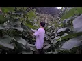 Download Lagu Pasang Jebakan Hewan di Ladang Timun 🐰🦅🐭