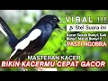 Download Lagu 🔴[ID] VIRAL !!! Masteran KACER GACOR ISIAN - 🔊Stel Suara ini || Bikin Kacermu CEPAT GACOR