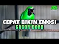 Download Lagu PANCINGAN MENAIKAN EMOSI CUCAK IJO JANTAN DEWASA ISIAN TEMBAKAN GREJA TARUNG COCOK BUAT ON IJO CEPAT
