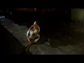 #shorts kucingku oh lucu sekali  #kucing #video #videoshorts #kucing meong meong