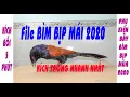 Tiếng bìm bịp mồi chuẩn mới nhất 2021 - tiếng mái kích trống