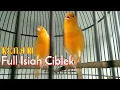 Download Lagu Kenari Gacor Full Isian Ciblek Mewah