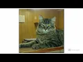 Pet Savers Top 5 Cats of the week