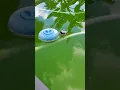 How to Fix Pool Algae Bloom Stabilizer Too High Clorox Pool Xtra Blue Tablets