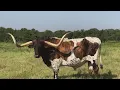 Montague Co ranchers continue search for those responsible after more cattle shot